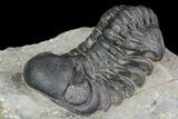 Detailed Austerops Trilobite - Ofaten, Morocco #90024-3